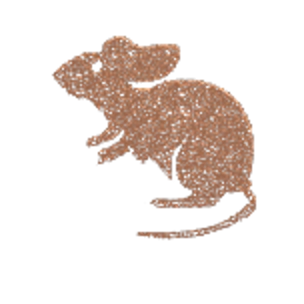 the white mouse